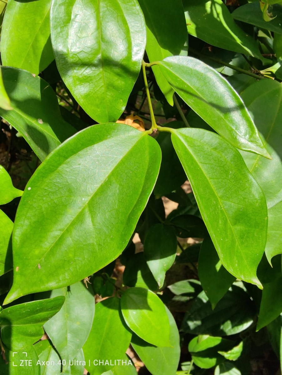 Jasminum nobile C.B.Clarke