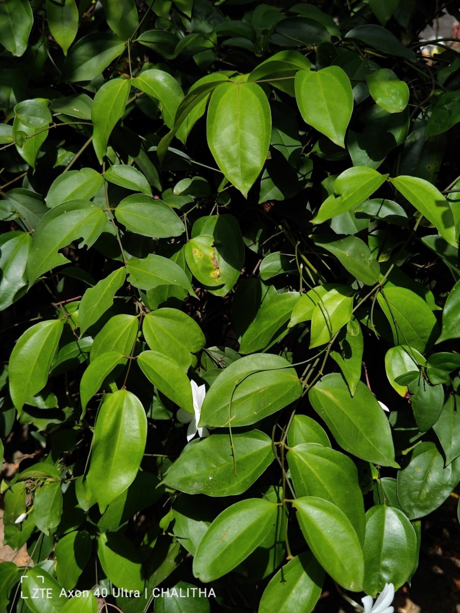 Jasminum nobile C.B.Clarke