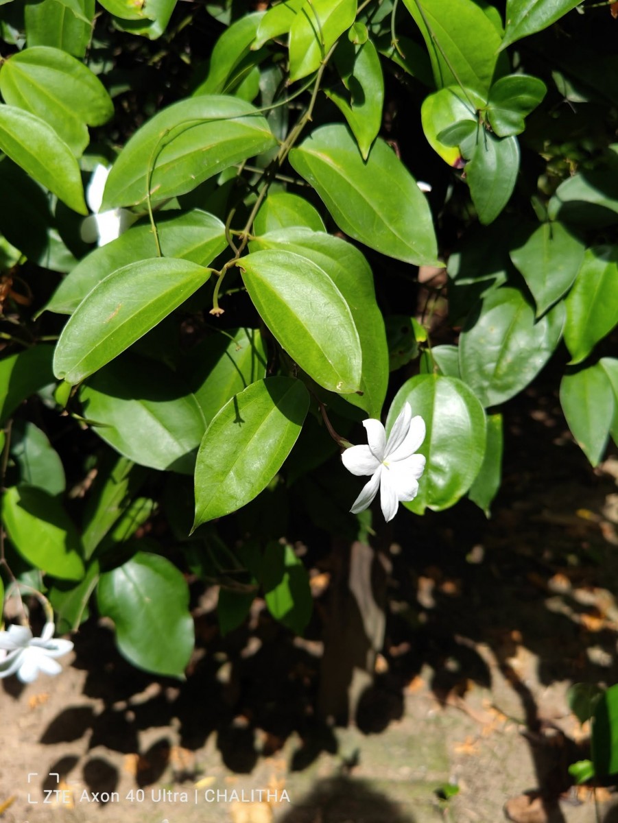 Jasminum nobile C.B.Clarke