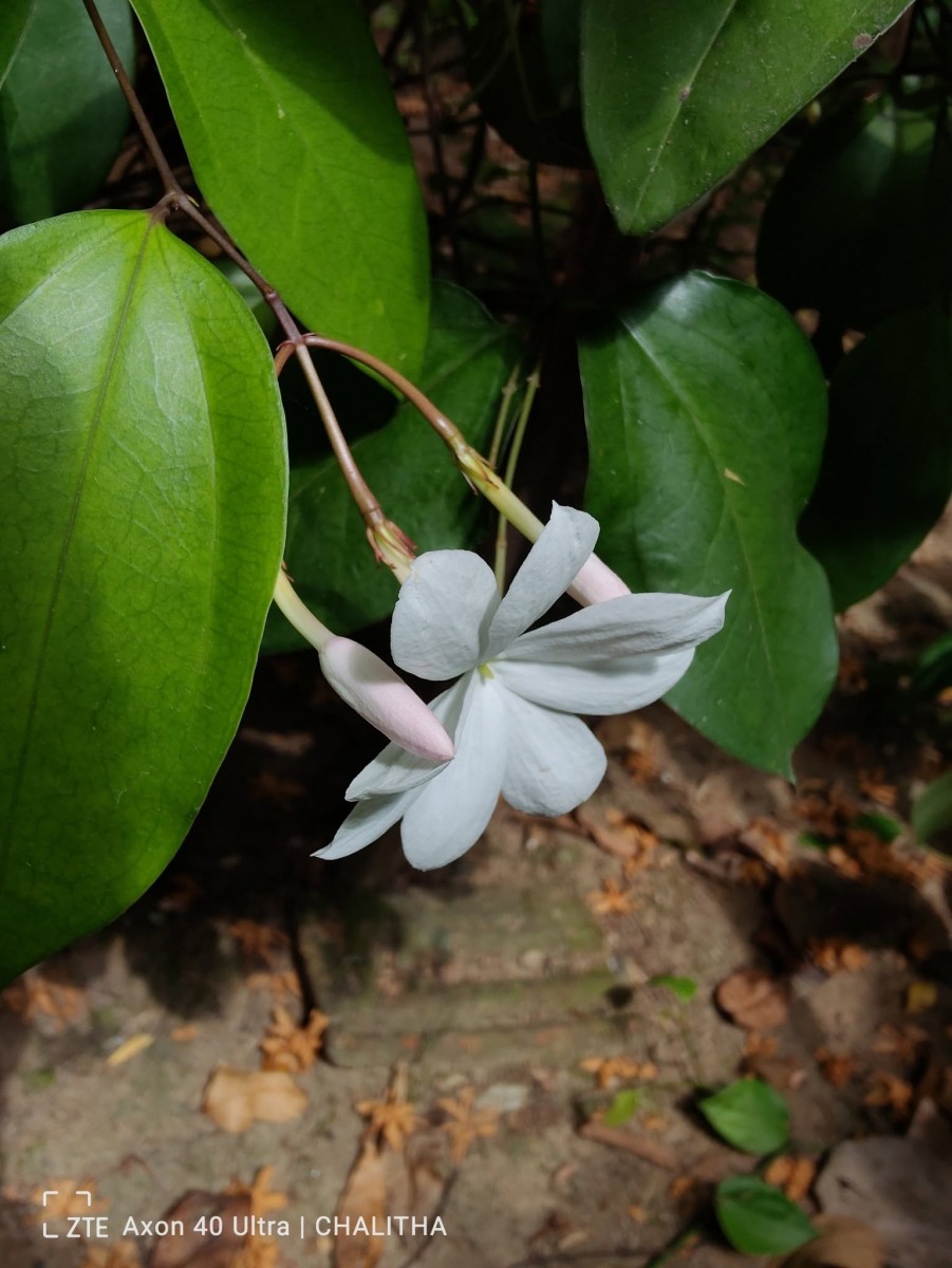 Jasminum nobile C.B.Clarke