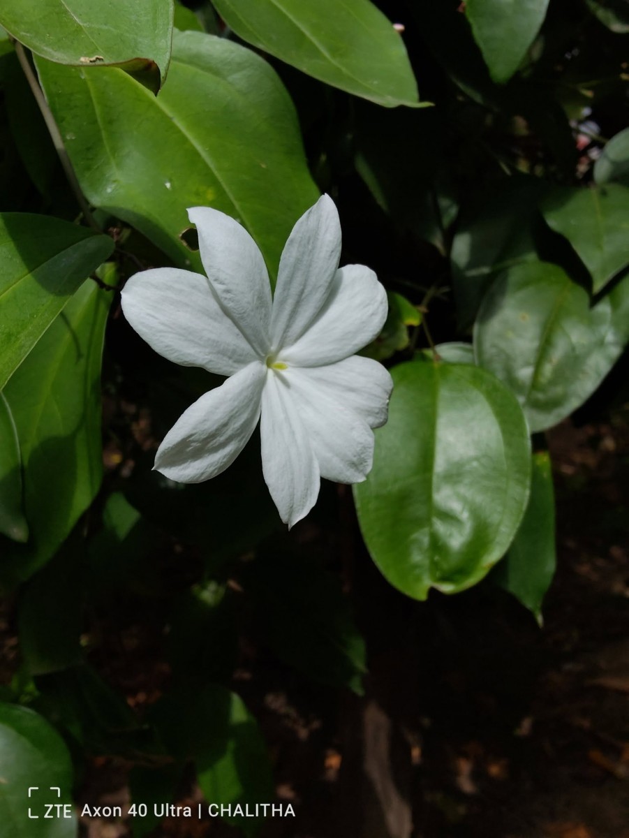 Jasminum nobile C.B.Clarke