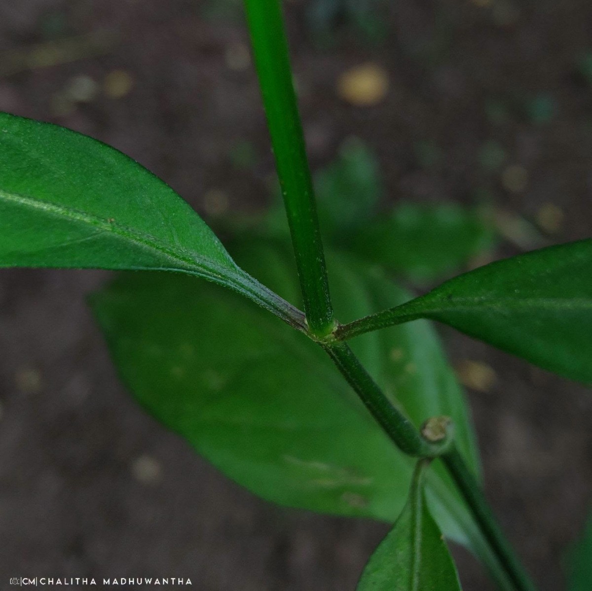 Justicia ceylanica (Nees) T.Anderson