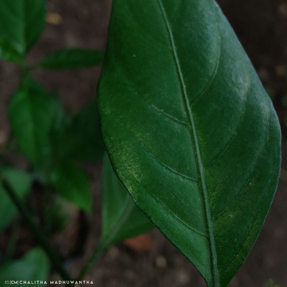 Justicia ceylanica (Nees) T.Anderson