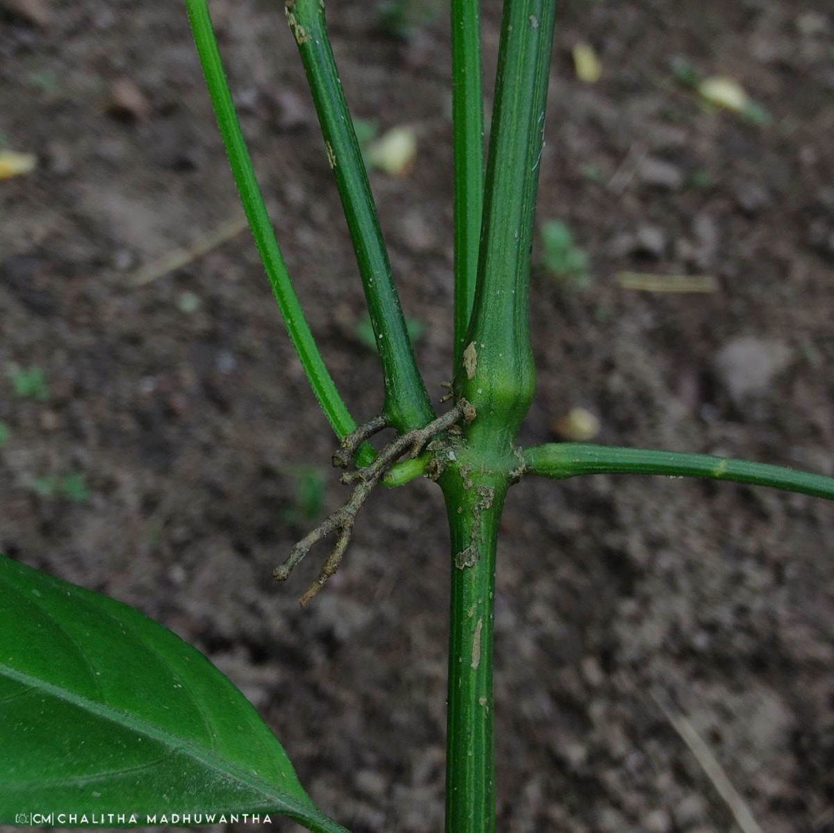 Justicia ceylanica (Nees) T.Anderson