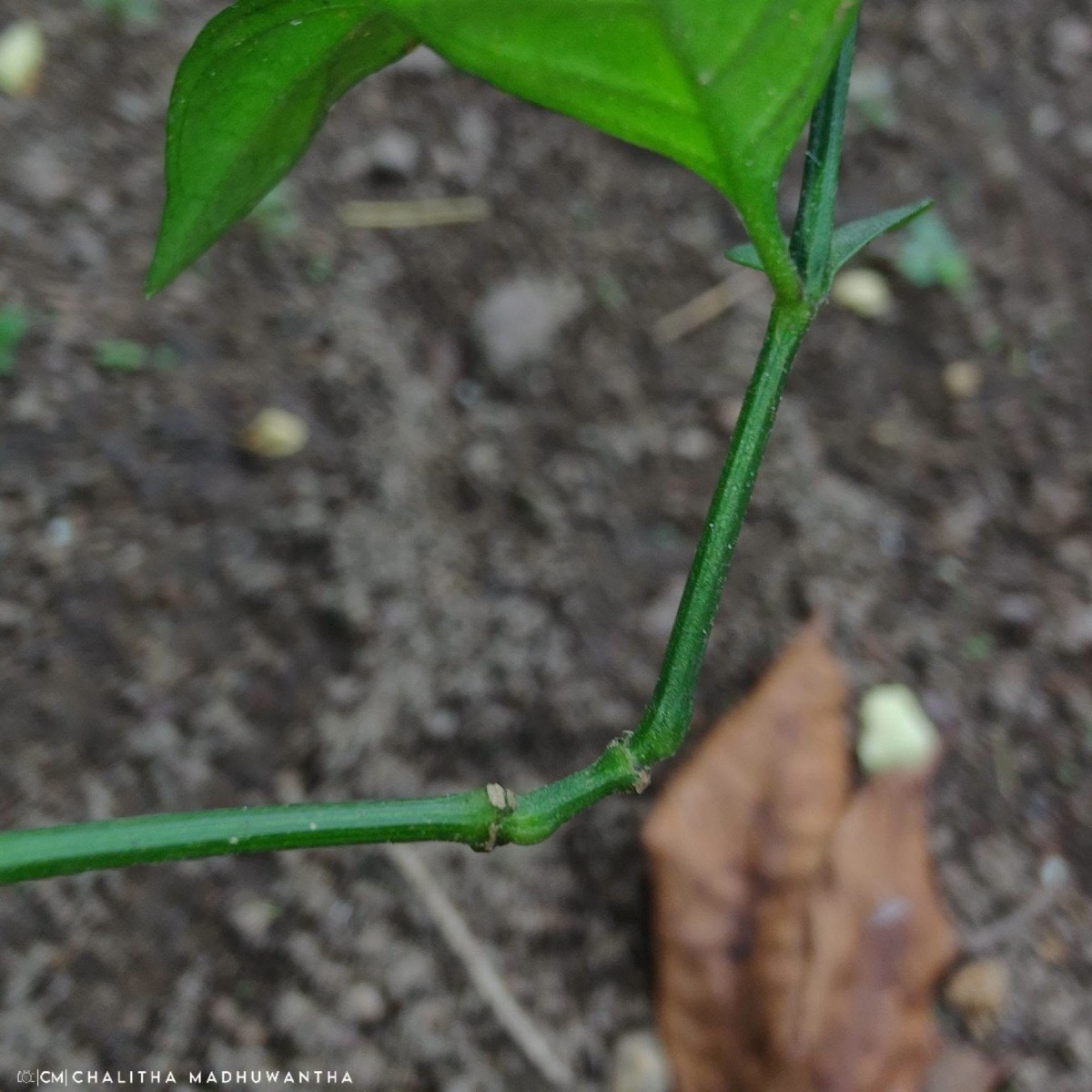 Justicia ceylanica (Nees) T.Anderson