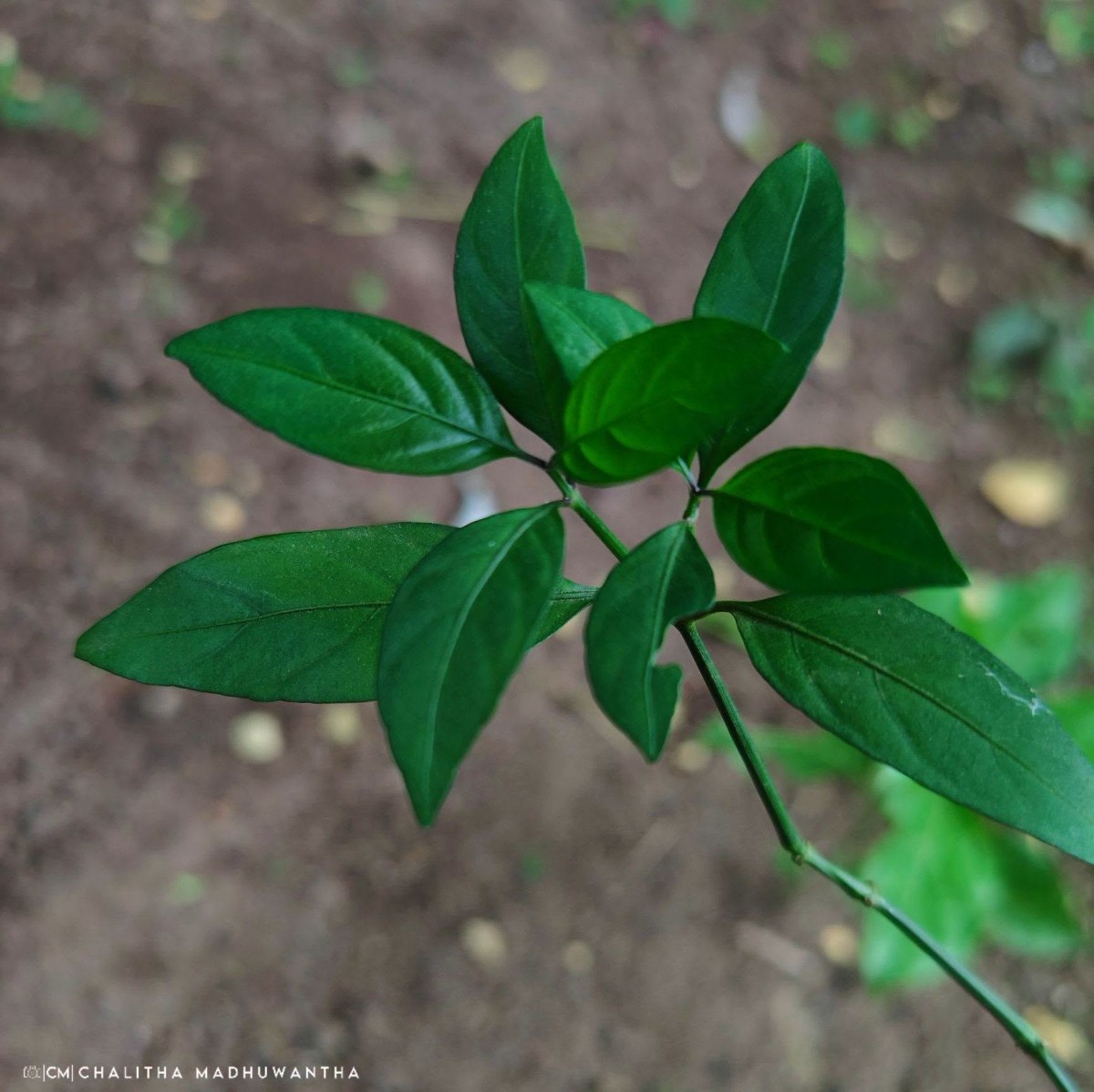 Justicia ceylanica (Nees) T.Anderson