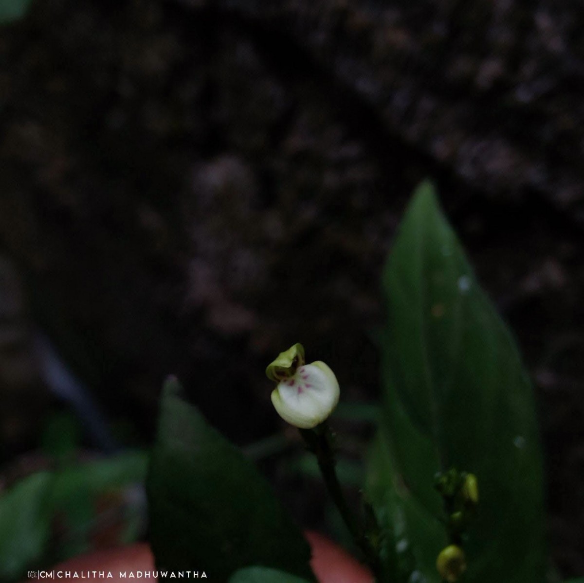 Justicia ceylanica (Nees) T.Anderson