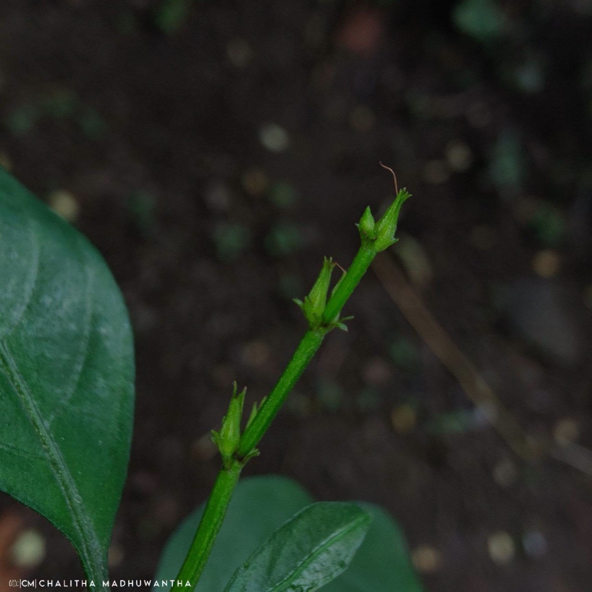Justicia ceylanica (Nees) T.Anderson