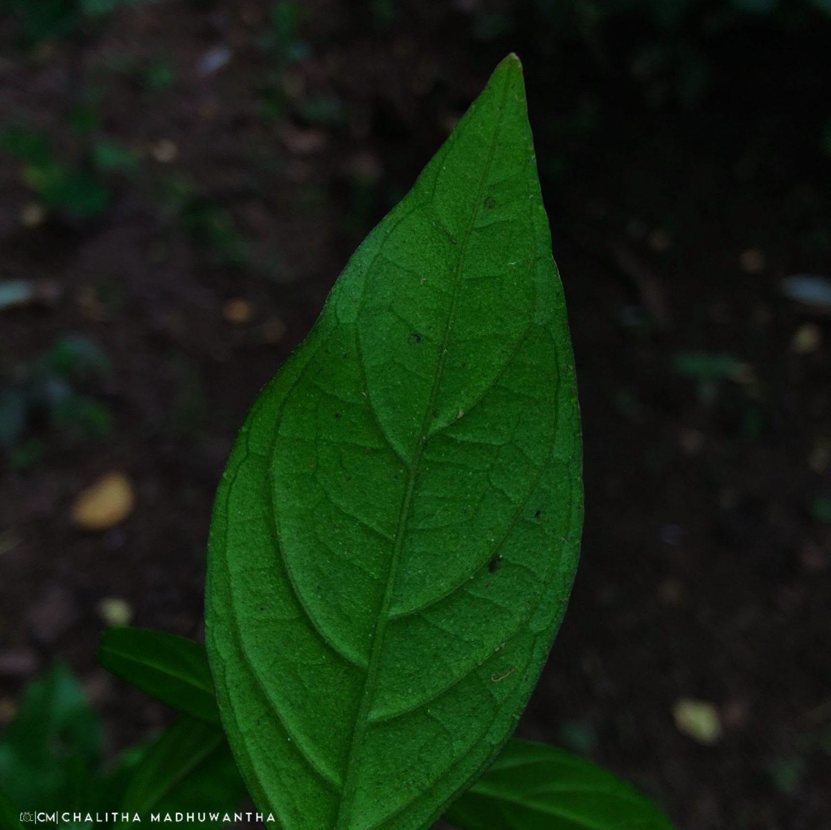 Justicia ceylanica (Nees) T.Anderson