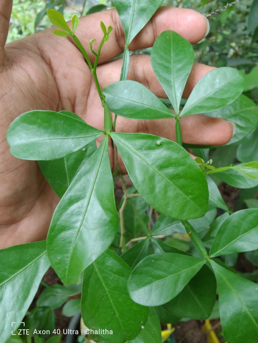 Pleiospermium alatum (Wall. ex Wight & Arn.) Swingle