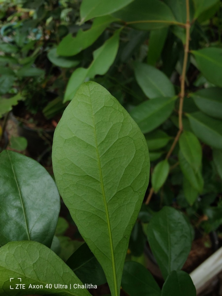 Pleiospermium alatum (Wall. ex Wight & Arn.) Swingle