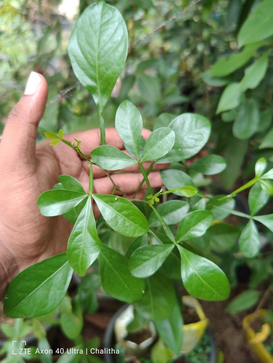 Pleiospermium alatum (Wall. ex Wight & Arn.) Swingle