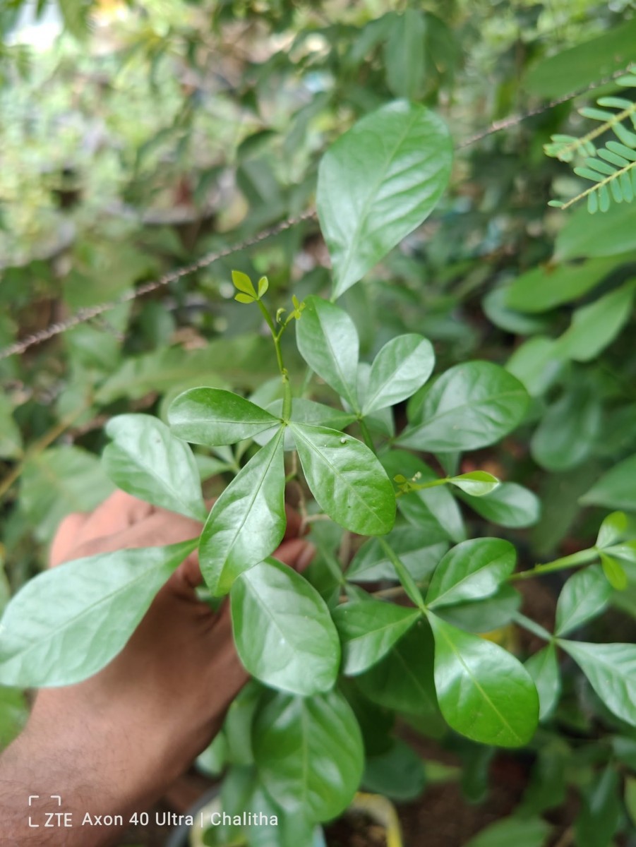 Pleiospermium alatum (Wall. ex Wight & Arn.) Swingle