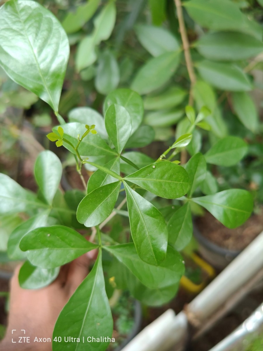 Pleiospermium alatum (Wall. ex Wight & Arn.) Swingle
