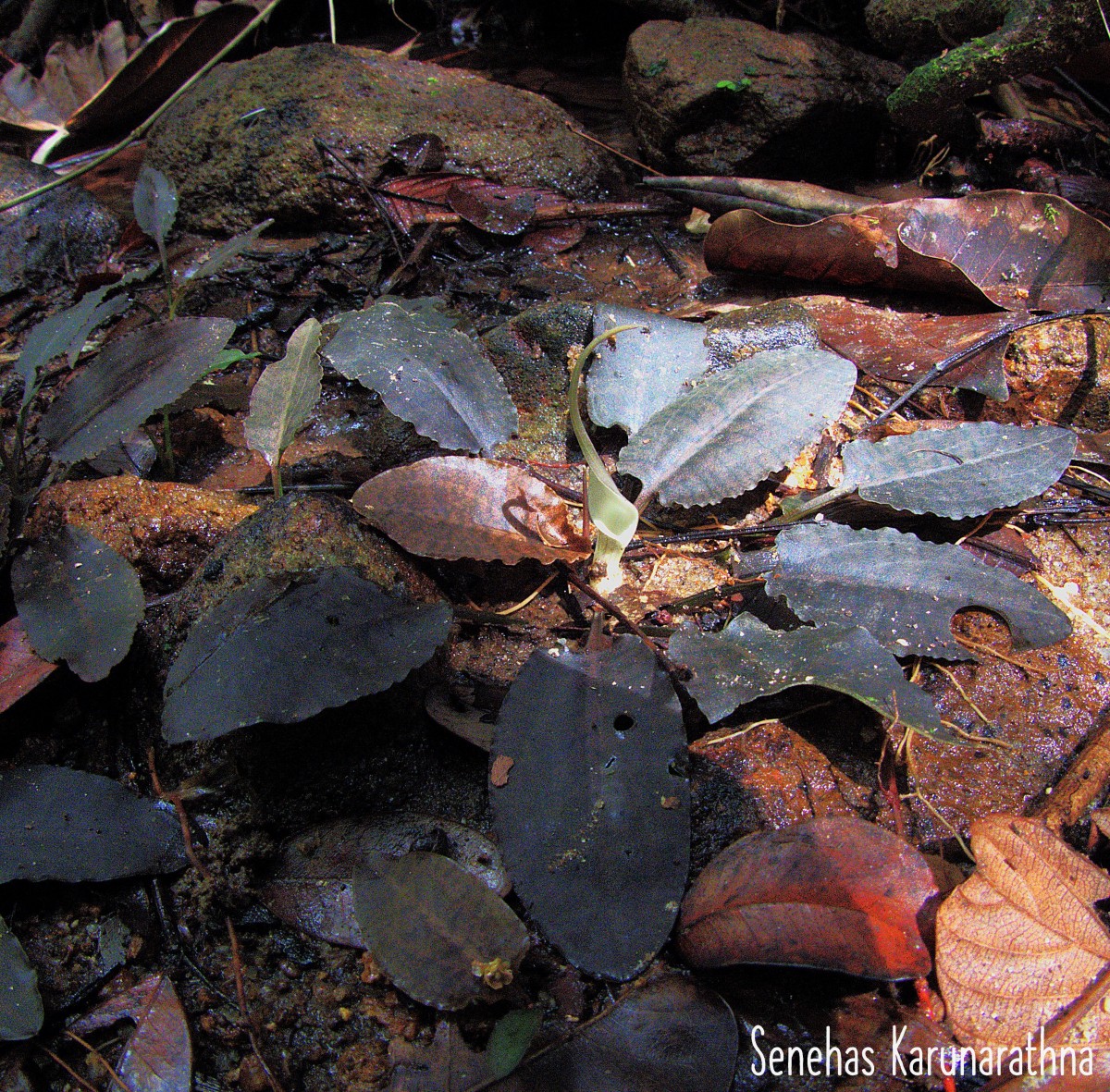 Cryptocoryne alba de Wit