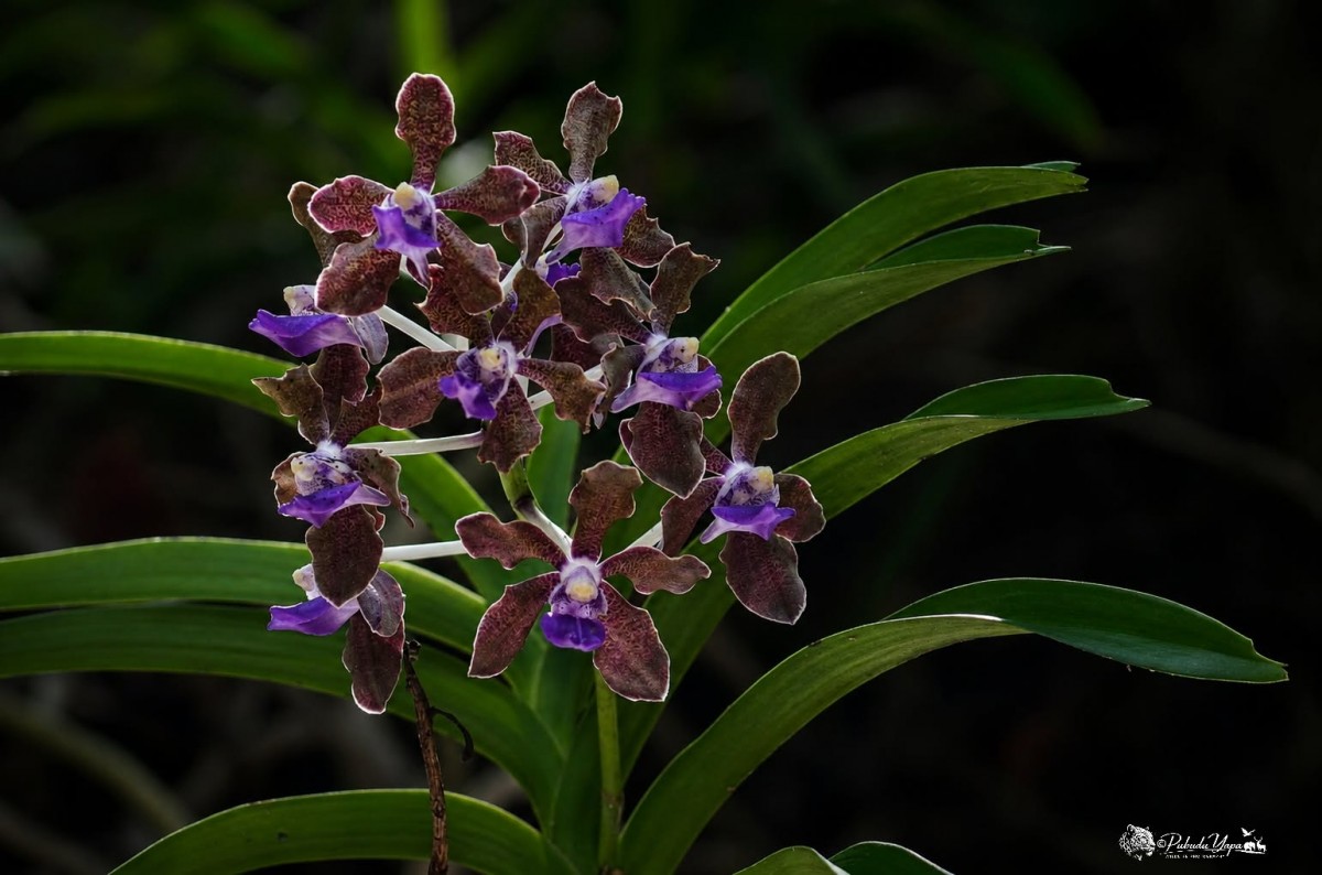 Vanda tessellata (Roxb.) Hook. ex G.Don
