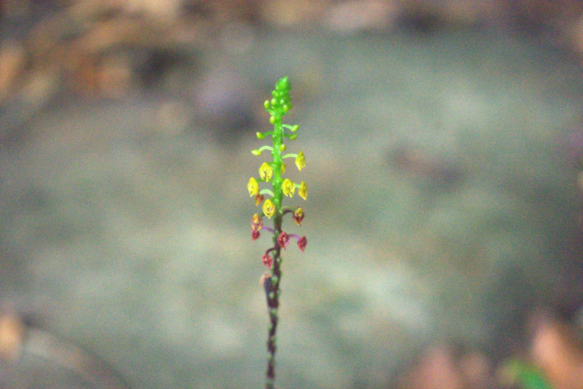 Malaxis discolor (Lindl.) Kuntze