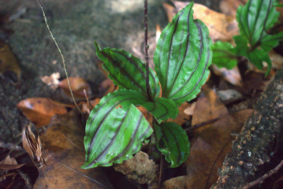 Malaxis discolor (Lindl.) Kuntze