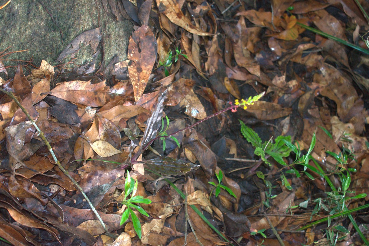 Malaxis discolor (Lindl.) Kuntze