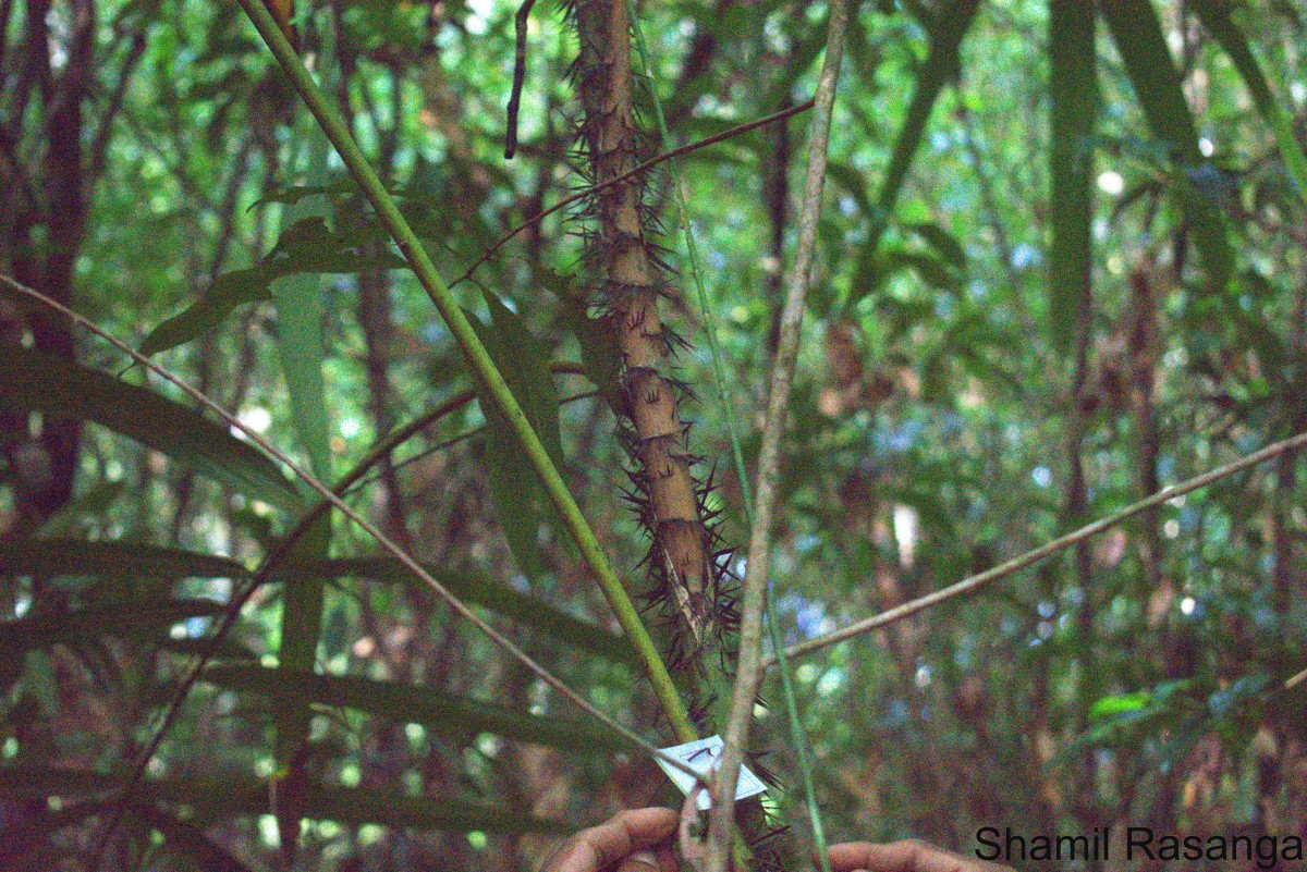 Calamus thwaitesii Becc.