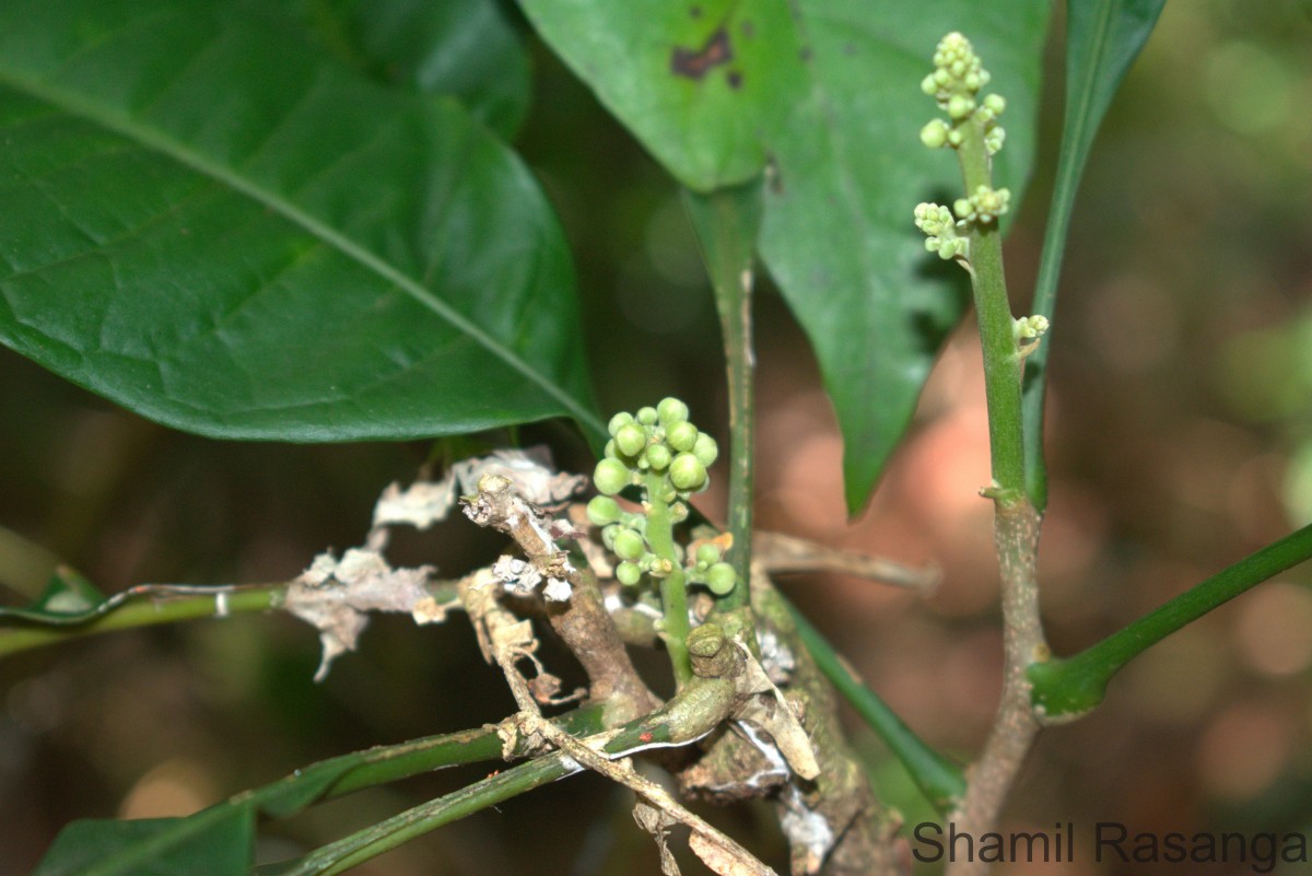 Lepisanthes simplicifolia (Thwaites) Leenh.
