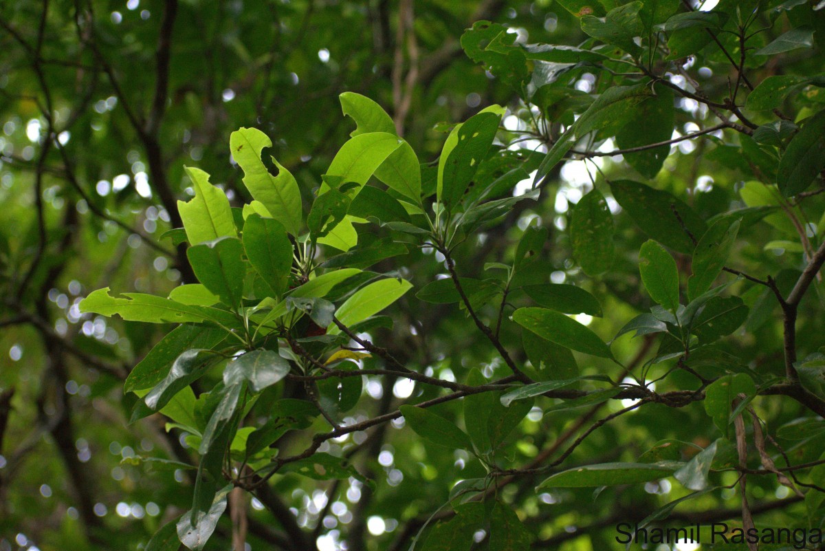 Acronychia pedunculata (L.) Miq.