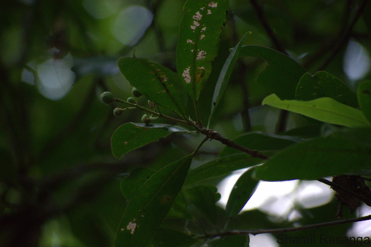 Acronychia pedunculata (L.) Miq.