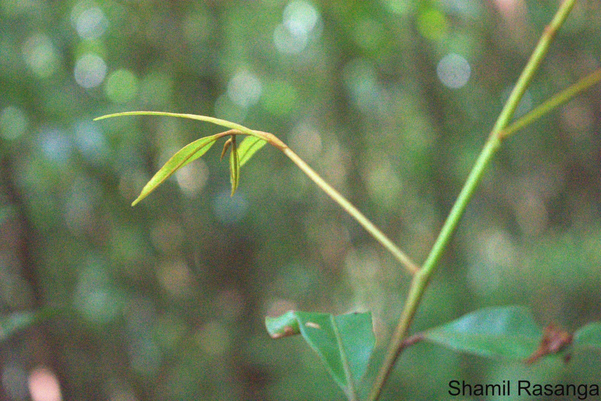 Donella lanceolata (Blume) Aubrév.