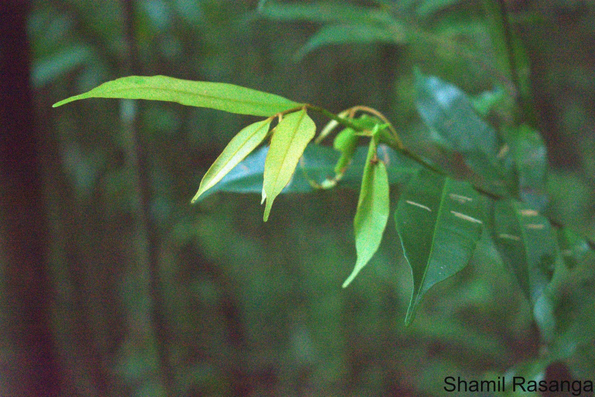 Donella lanceolata (Blume) Aubrév.