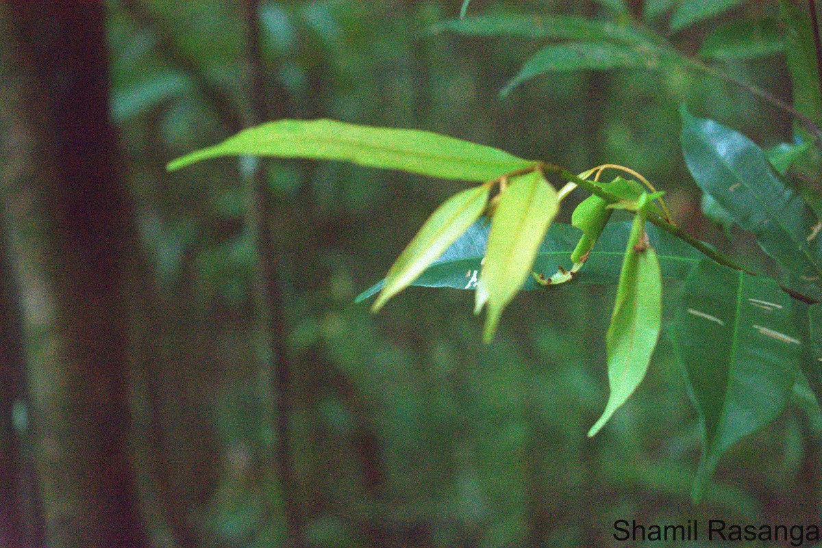 Donella lanceolata (Blume) Aubrév.