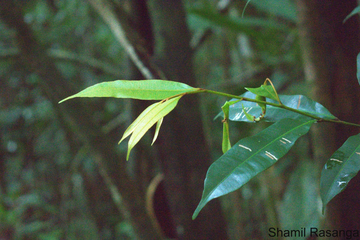 Donella lanceolata (Blume) Aubrév.