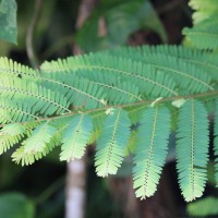 Phyllanthaceae