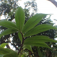 Costaceae