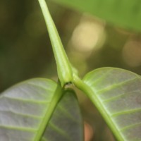 Crypteroniaceae