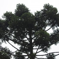 Araucariaceae