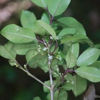 Aquifoliaceae