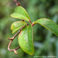 Schisandraceae