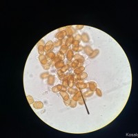 Balsaminaceae
