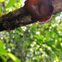 Auriculariaceae