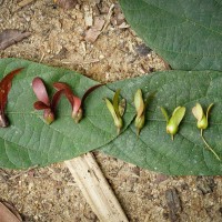 Dipterocarpaceae