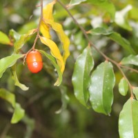 Flora of Sri Lanka