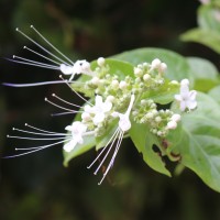 Glossocarya