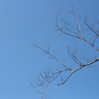 Strombosia