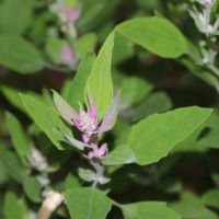 Chenopodium