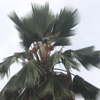 Pritchardia