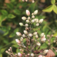 Nandina