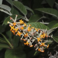 Buddleja