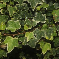 Hedera