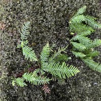 Prosaptia