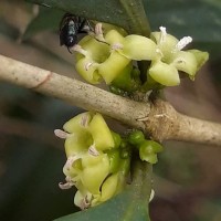 Discospermum
